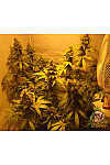 Auto Bruce Banner Feminized (Canadian Seeds)