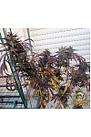 Auto California Orange Feminized (Canadian Seeds)