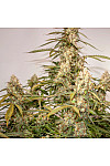 Auto Canadian Queen Feminized (Canadian Seeds) Auto Canadian Queen Feminized (Canadian Seeds)