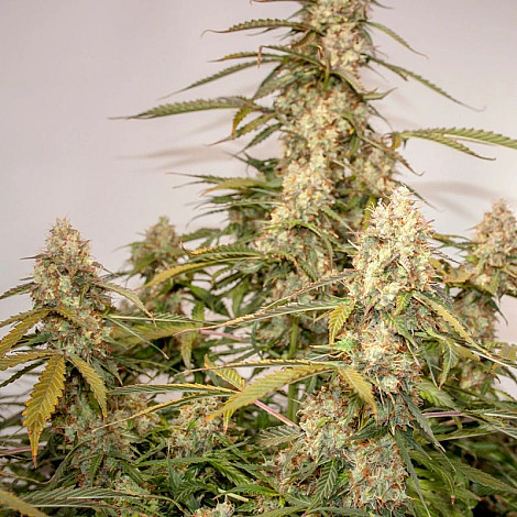 Насіння конопель Auto Canadian Queen Feminized (Canadian Seeds)