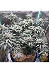 Auto Candy Kush Feminized (Canadian Seeds)