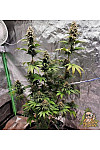 Auto Crystal Widow Feminized (Canadian Seeds)