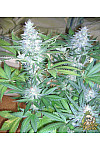 Auto Frankenstein Feminized (Canadian Seeds)