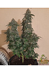 Auto Girl Scout Cookies Feminized (Canadian Seeds)
