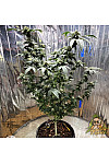 Auto Mescaline Feminised (Canadian Seeds) Auto Mescaline Feminised (Canadian Seeds)