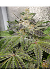 Auto Mexican Airlines Feminized (Canadian Seeds)