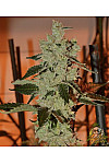 Auto Moonlight Express Feminized (Canadian Seeds)