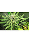 Auto Northern Lights Feminized (Canadian Seeds)