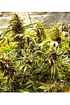 Auto OG Kush Feminized (Canadian Seeds)