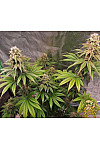 Auto Pakistan Feminized (Canadian Seeds) Auto Pakistan Feminized (Canadian Seeds)