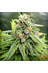 Auto Pineapple Super Express Feminized (Canadian Seeds)