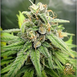 Auto Pineapple Super Express Feminized (Canadian Seeds)