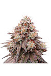 Auto Rainbow Glue Feminized (Canadian Seeds)