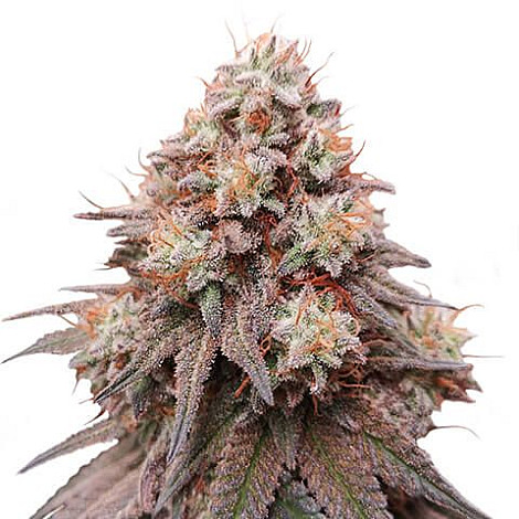 Auto Rainbow Glue Feminized (Canadian Seeds) купить в Украине: фото, отзывы, описание