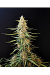Auto Sour Diesel Feminized (Canadian Seeds)