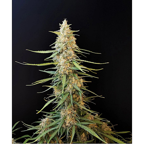 Семена конопли Auto Sour Diesel Feminized (Canadian Seeds)