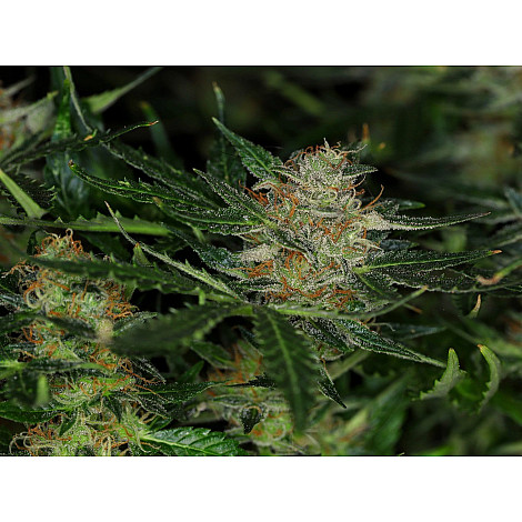 Насіння конопель Auto Sunset Sherbet Feminized (Canadian Seeds)