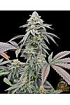 Auto Tutankhamon Feminized (Canadian Seeds) Auto Tutankhamon Feminized (Canadian Seeds)