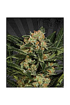 Auto White Kush Feminized (Canadian Seeds)