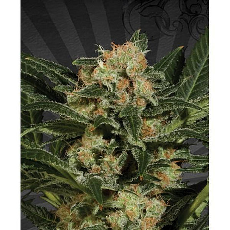 Auto White Kush Feminized (Canadian Seeds) купить в Украине: фото, отзывы, описание