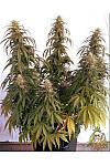 Auto White Widow Feminized (Canadian Seeds)