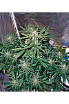 Auto Whiteberry Feminized (Canadian Seeds)
