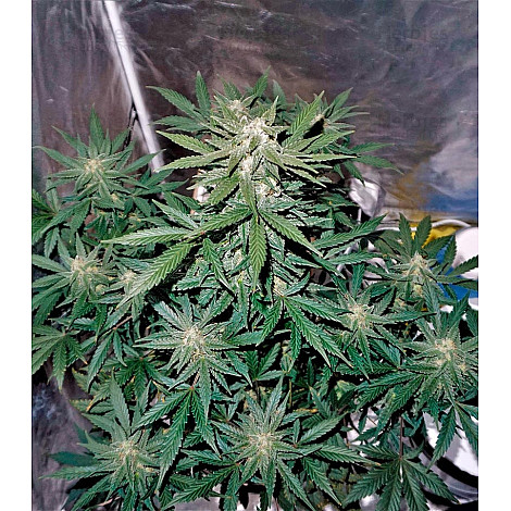 Насіння конопель Auto Whiteberry Feminized (Canadian Seeds)