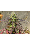 Auto Zkittlez Feminized (Canadian Seeds) Auto Zkittlez Feminized (Canadian Seeds)