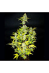 Auto Wedding Cake Feminized (Canadian Seeds) Auto Wedding Cake Feminized (Canadian Seeds)