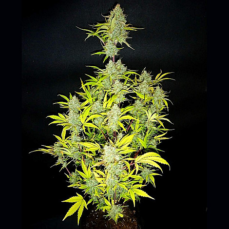 Семена конопли Auto Wedding Cake Feminized (Canadian Seeds)