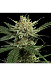 Auto Strawberry Banana Feminized (Canadian Seeds) Auto Strawberry Banana Feminized (Canadian Seeds)
