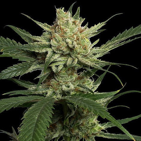 Auto Strawberry Banana Feminized (Canadian Seeds) купить в Украине: фото, отзывы, описание