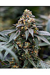 Auto Black Mamba Feminized (Canadian Seeds) Auto Black Mamba Feminized (Canadian Seeds)