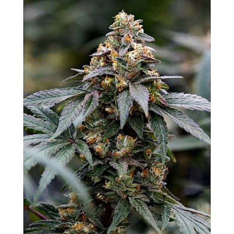 Семена конопли Auto Black Mamba Feminized (Canadian Seeds)