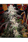 Black Widow Feminized (Canadian Seeds)