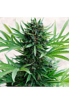Auto Black Diamond Feminized (Canadian Seeds) Auto Black Diamond Feminized (Canadian Seeds)