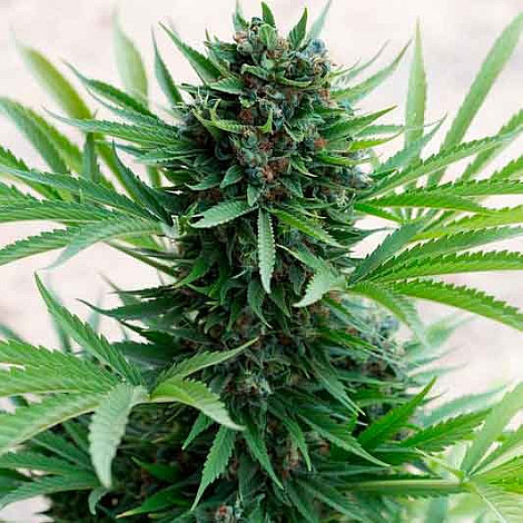 Auto Black Diamond Feminized (Canadian Seeds) купить в Украине: фото, отзывы, описание