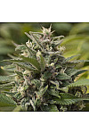 Auto Green Dragon Feminized (Canadian Seeds)