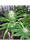 California Special Feminized (Canadian Seeds)
