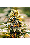 California Dream Feminized (Canadian Seeds) California Dream Feminized (Canadian Seeds)
