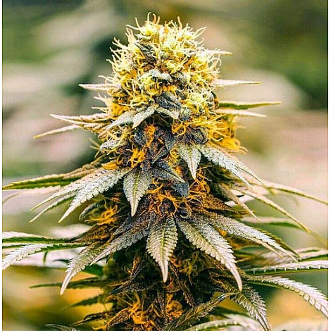 Семена конопли California Dream Feminized (Canadian Seeds)