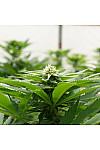 New York 47 Feminized (Canadian Seeds)