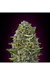 Caramel Kush Feminized (Canadian Seeds) Caramel Kush Feminized (Canadian Seeds)