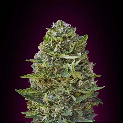 Насіння конопель Caramel Kush Feminized (Canadian Seeds)