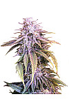 Chocolate Chunk Feminized (Canadian Seeds) Chocolate Chunk Feminized (Canadian Seeds)
