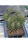 Auto Critical Cheese Feminized (Canadian Seeds)