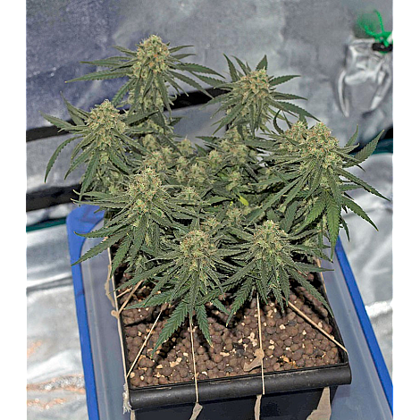 Auto Critical Cheese Feminized (Canadian Seeds) купить в Украине: фото, отзывы, описание