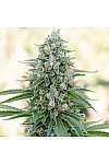 Auto Mango Feminized (Canadian Seeds)