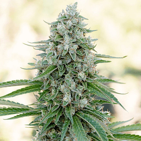 Auto Mango Feminized (Canadian Seeds) купить в Украине: фото, отзывы, описание