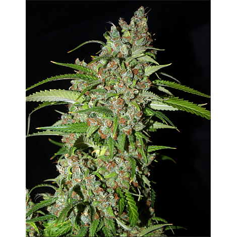 Семена конопли Auto Dynamite Feminized (Canadian Seeds)